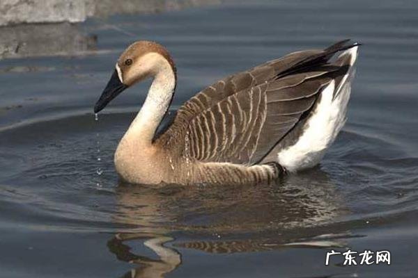 大雁吃什么食物,附大雁的饲料分类