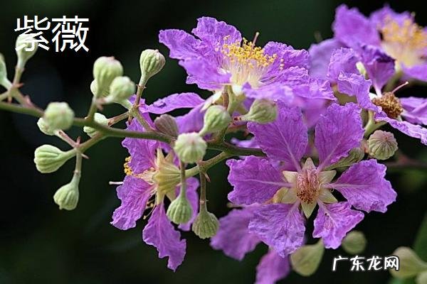 花期长的花卉有哪些,不同的品种花期不同