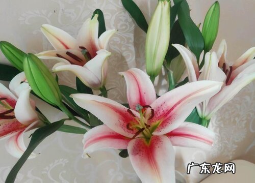 盆栽百合花喜欢阳光吗