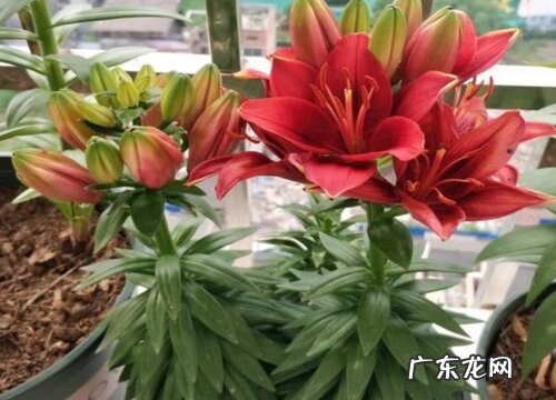 盆栽百合花喜欢阳光吗