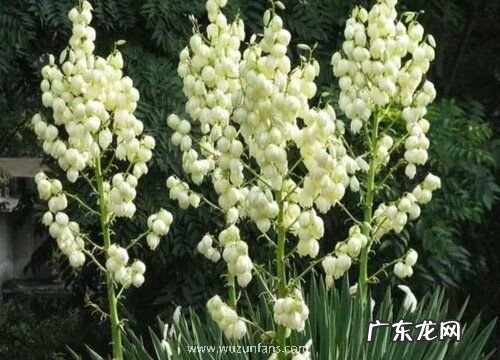有什么花的花语是梦想 花语代表梦想的花