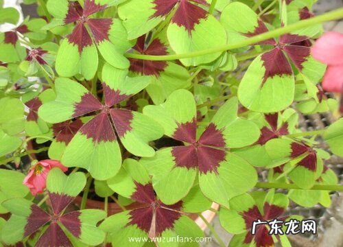 有什么花的花语是梦想 花语代表梦想的花