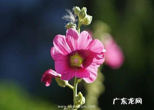 有什么花的花语是梦想 花语代表梦想的花