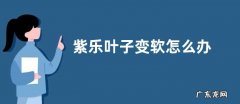 紫乐叶子变软怎么办