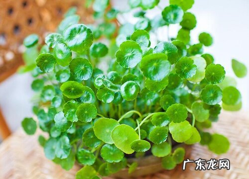 无孔花盆适合种什么植物