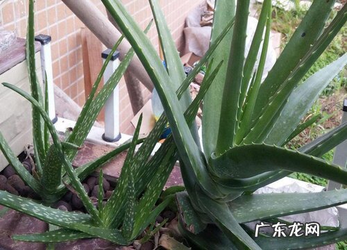 长方形花盆适合种什么植物