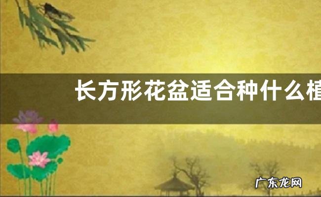 长方形花盆适合种什么植物