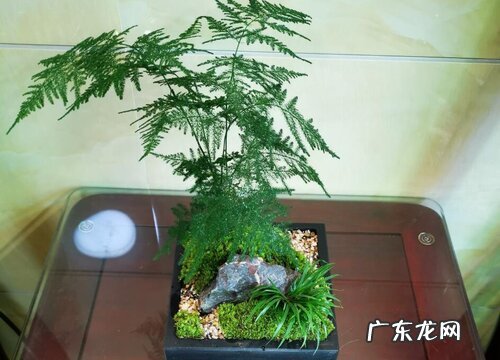 长方形花盆适合种什么植物