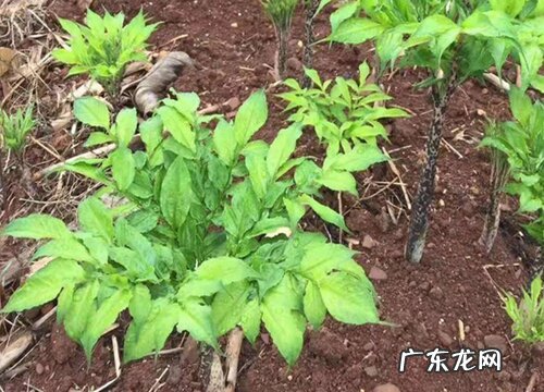 魔芋多久成熟 成熟期要多少时间