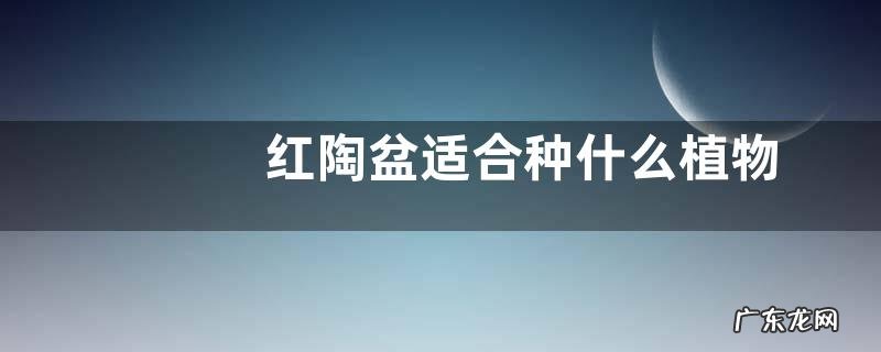 红陶盆适合种什么植物