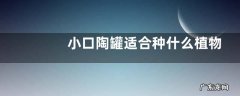 小口陶罐适合种什么植物