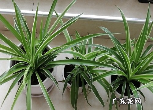 小口陶罐适合种什么植物