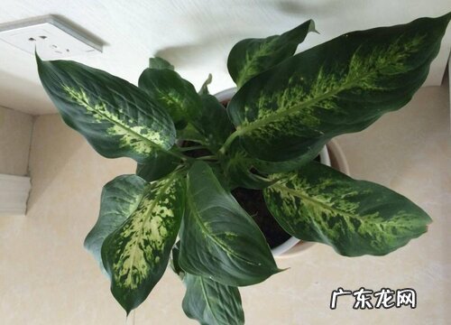 小口陶罐适合种什么植物