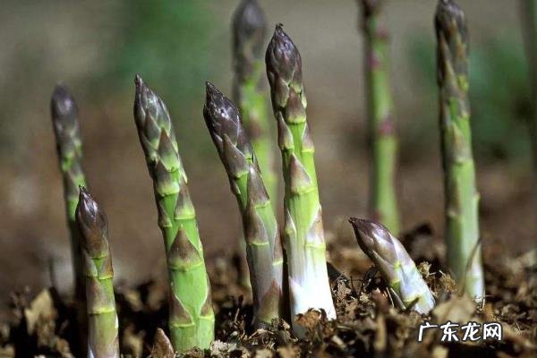 芦笋产地哪里,付芦笋的生长环境和价值作用