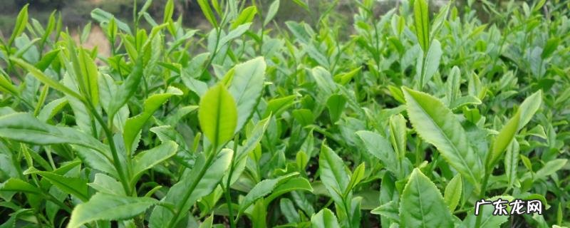 铁观音发源地是哪个省,附铁观音的由来和功效作用