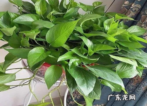 自动吸水花盆适合种什么植物