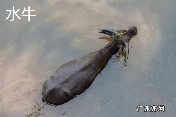 黄牛皮和水牛皮有区别