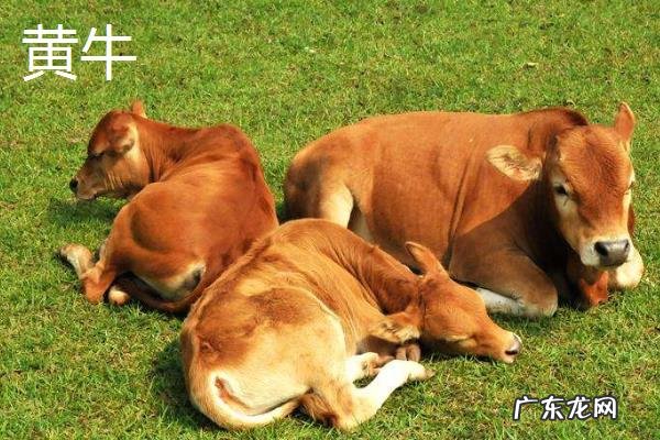 黄牛皮和水牛皮有区别