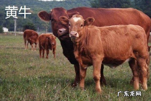 黄牛皮和水牛皮有区别