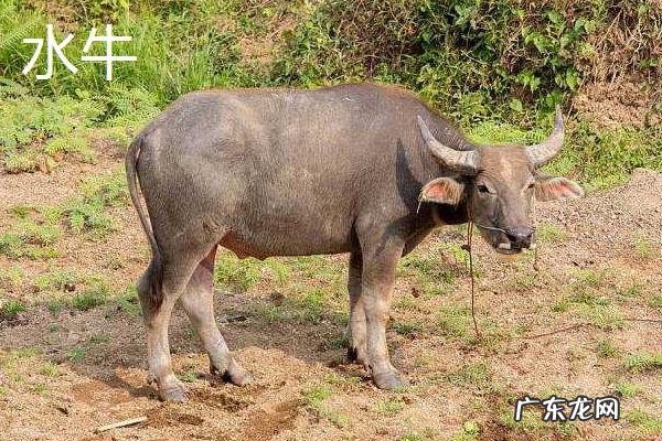 黄牛皮和水牛皮有区别