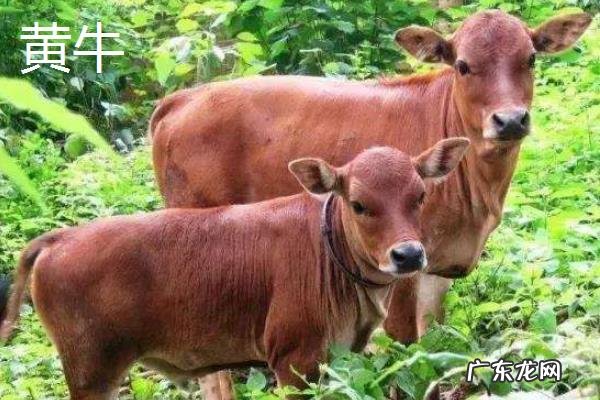 黄牛皮和水牛皮有区别