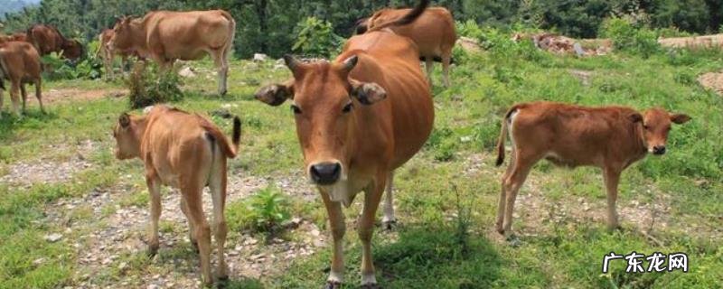 黄牛皮和水牛皮有区别