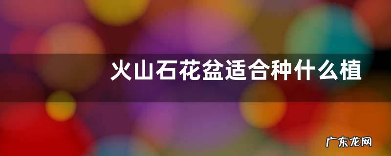 火山石花盆适合种什么植物