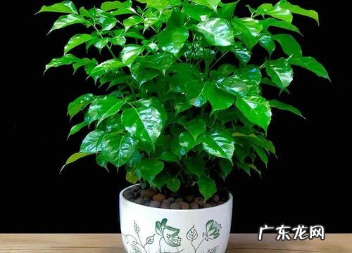 富贵树叶子发黄怎么办