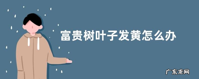 富贵树叶子发黄怎么办