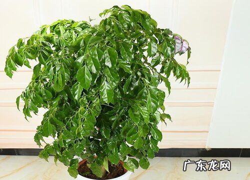 富贵树叶子发黄怎么办