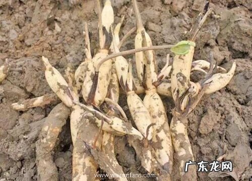 藕种植时间和方法