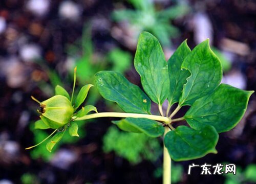 重楼多久成熟 生长期多长时间