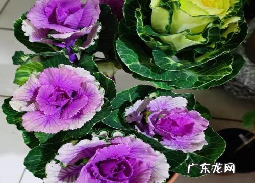 甘蓝多久成熟 生长期是多长时间