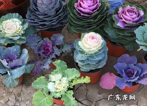 甘蓝多久成熟 生长期是多长时间