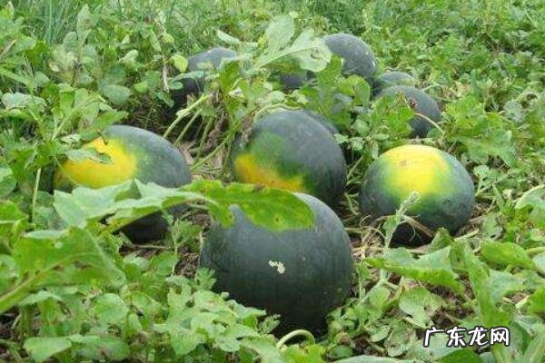 黑美人西瓜产地是哪里,如何挑选