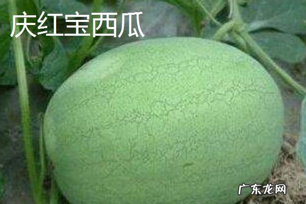 西瓜常见品种有几种