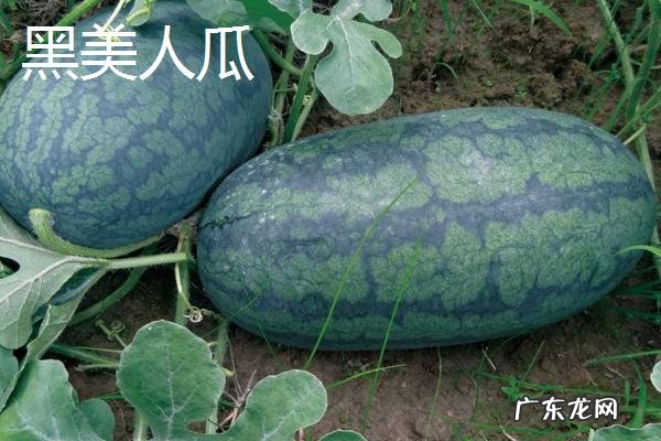 西瓜常见品种有几种