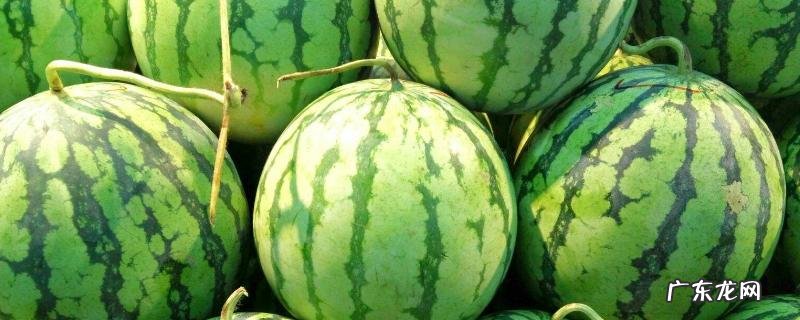 西瓜常见品种有几种