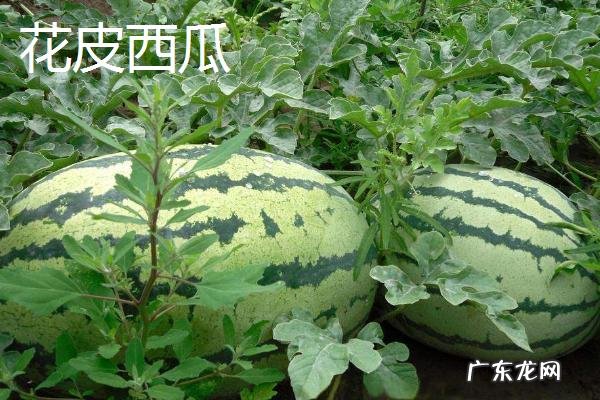 西瓜常见品种有几种