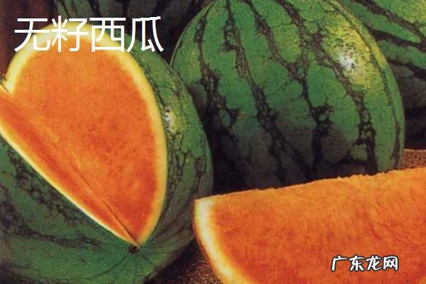 西瓜常见品种有几种