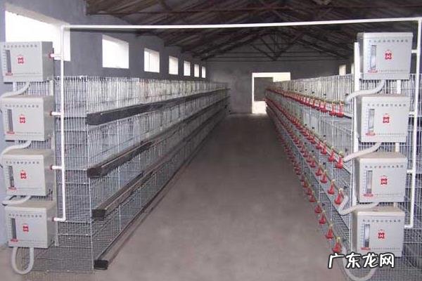 鸡笼子怎么做，不同阶段的鸡所需的鸡笼大小不同