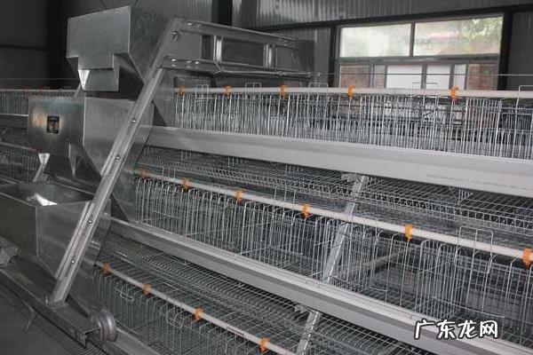 鸡笼子怎么做，不同阶段的鸡所需的鸡笼大小不同