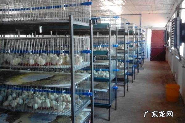 鸡笼子怎么做，不同阶段的鸡所需的鸡笼大小不同