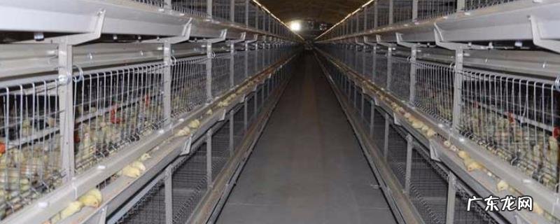 鸡笼子怎么做，不同阶段的鸡所需的鸡笼大小不同