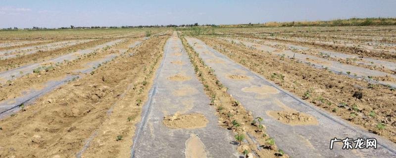 盐碱地适合种什么药材