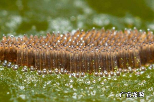蚊子的幼虫叫什么，附蚊子的发育过程
