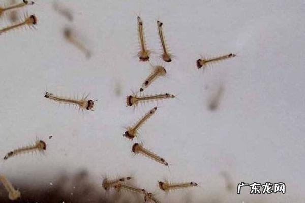 蚊子的幼虫叫什么，附蚊子的发育过程