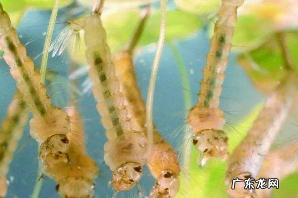 蚊子的幼虫叫什么，附蚊子的发育过程