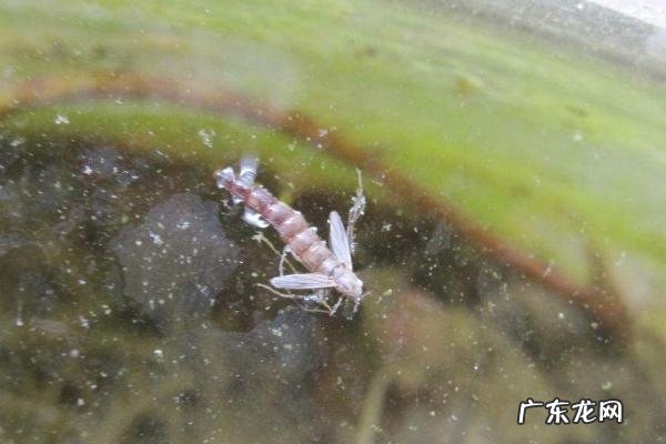 蚊子的幼虫叫什么，附蚊子的发育过程