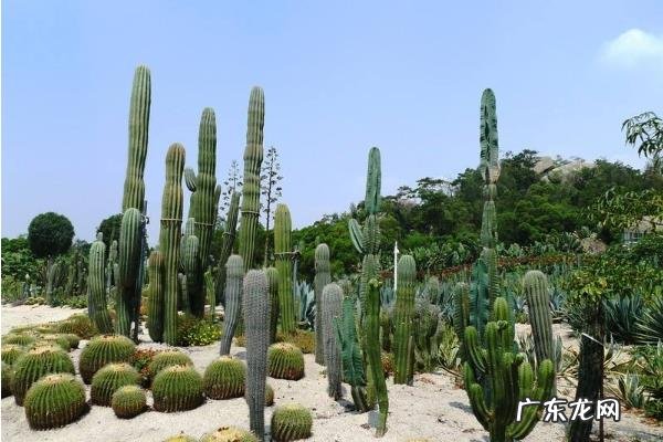 仙人掌有叶子吗,会开花结果吗,是否有毒?